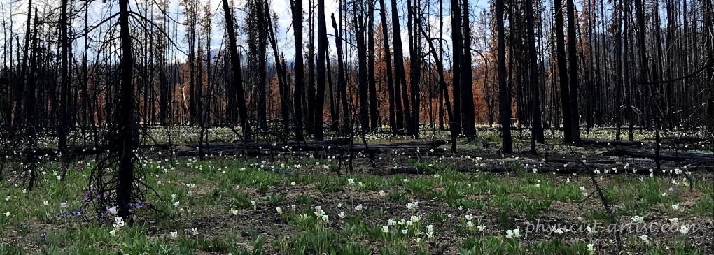 Example of how nature perseveres against odds, after forest fires in Sawtooth National Forest